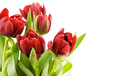 Tulips Photos