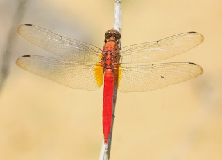 Orthetrum testaceum