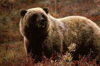 Wild Grizzly Bear Environment