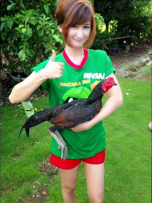 Ciri Sisik Kaki Ayam Bangkok Aduan yang Mematikan  Ayam Juara