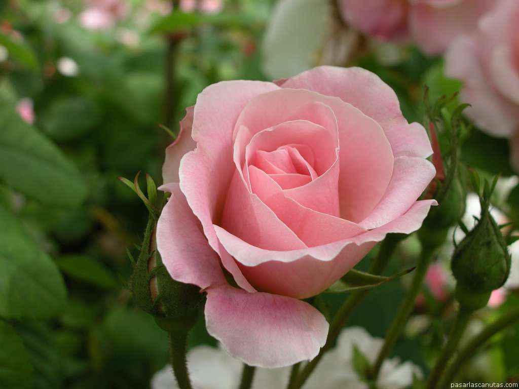 ARTE Y JARDINERÍA : Rosas. Las reinas del color en el jardín