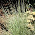 Pennisetum Pennstripe