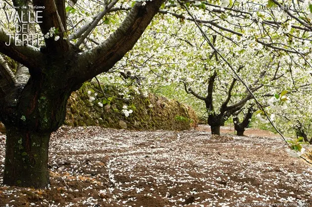 Lluvia de pétalos en el Valle del Jerte