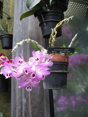 Dendrobium parishii care and culture