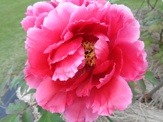 燕趙園の牡丹の花