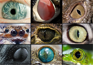 Evolución del ojo en la naturaleza