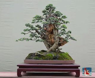 bonsai