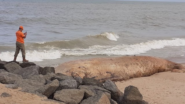 Baleia jubarte de 10 metros é encontrada morta em Barra do Furado