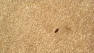 A flea bomb sitting on a carpet.