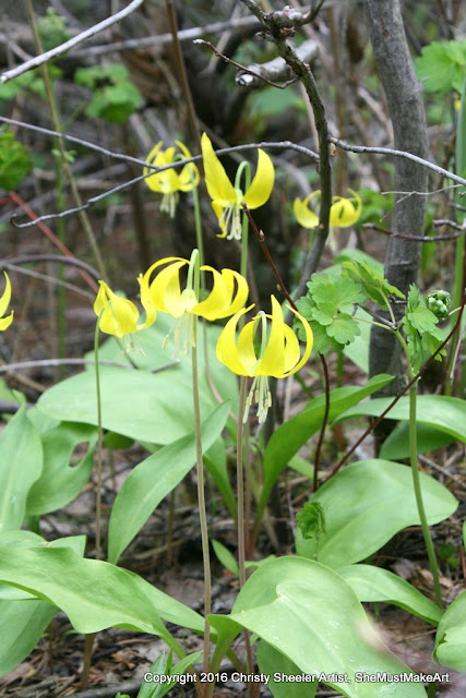 Several bold yet delicate yellow Glacier Lilies clustered at the edge of the hiking path.