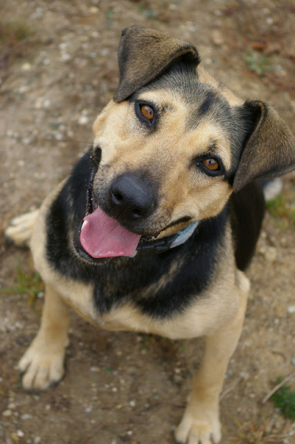 A happy dog sits in a dog training session