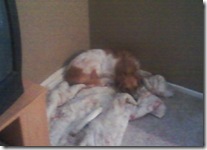 Sleepy Bella