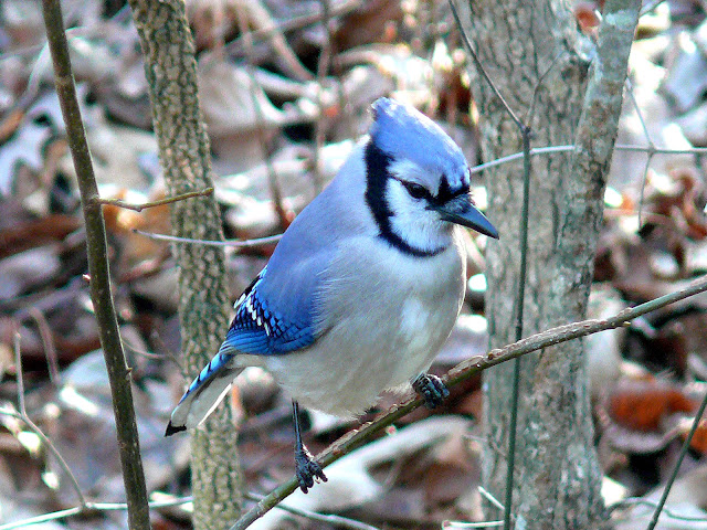 Bluey jay wallpaper,blue jay images,blue jay photo,blue jay images,beautiful blue jay,cute blue jay,the blue jays,blue jay birds,  the toronto blue jays,toronto blue jays,blue jays,blue jay bird,flying blue jay,