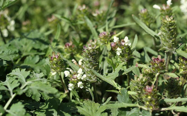 Prunella laciniata Flowers Pictures