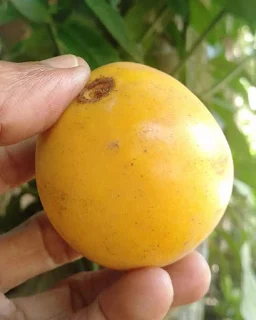 Buah Mundu, Tanaman Langka yang Punya Banyak Manfaat untuk Kesehatan