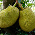 National fruit of Bangladesh