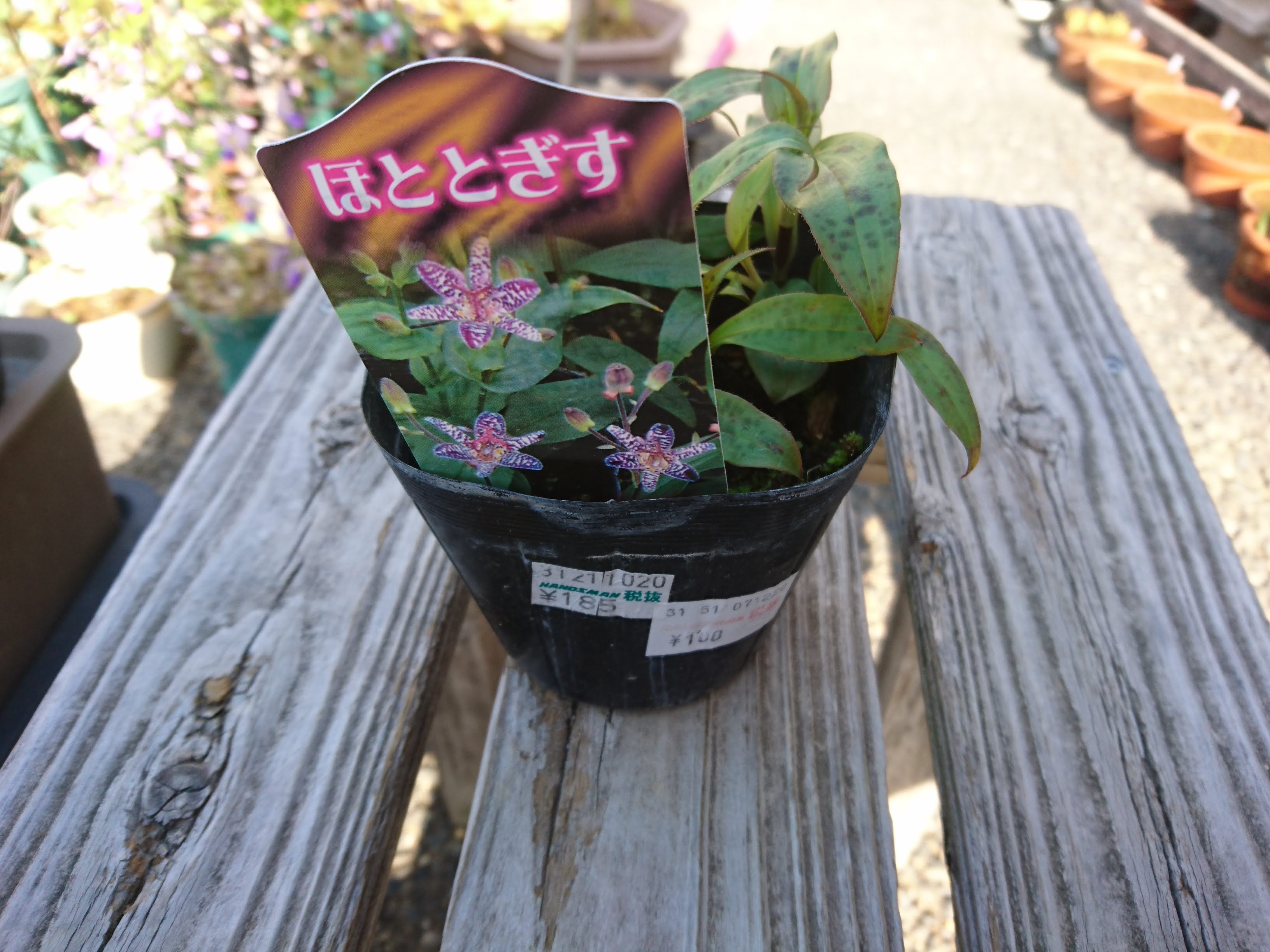 ホトトギスの育て方 ミニ盆栽や小さな鉢植えで 夏の終わりに紫色の斑点のある美しい花を楽しむ メダカの大工