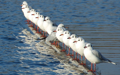 Seagulls Birds Wallpaper