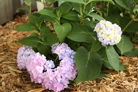 Endless Summer Hydrangea Endless Summer Hydrangea
