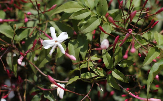 Jasminum Polyanthum Flowers