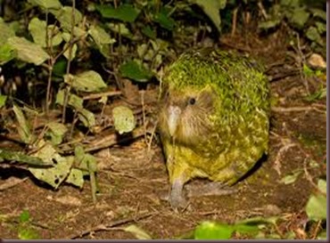 Amazing Pictures of Animals photo Nature exotic funny incredibel Zoo Kakapo birds Aves. Alex (1)