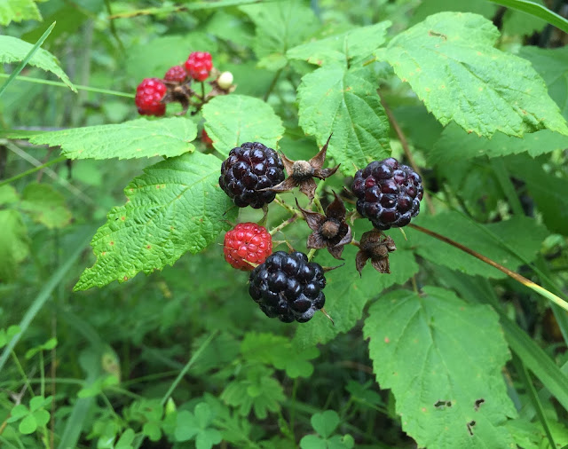 Wild blackberries