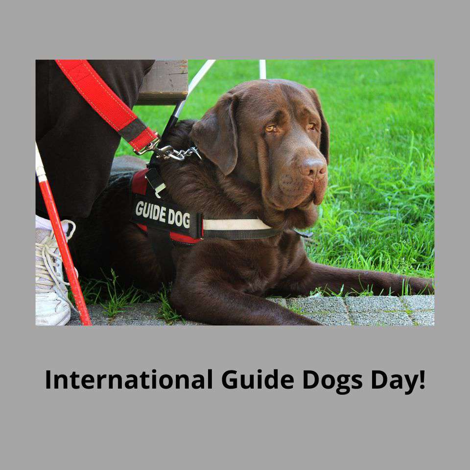 International Guide Dog Day Wishes for Instagram