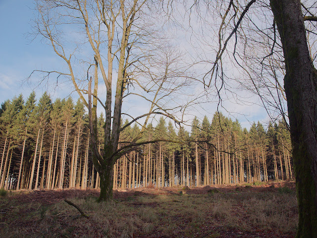 Eine Lichtung im Wald. Die Fichten im Hintergrund sehen noch gesund aus. Aber viele Fichten im Wald sind trocken oder auch schon abgeholzt.