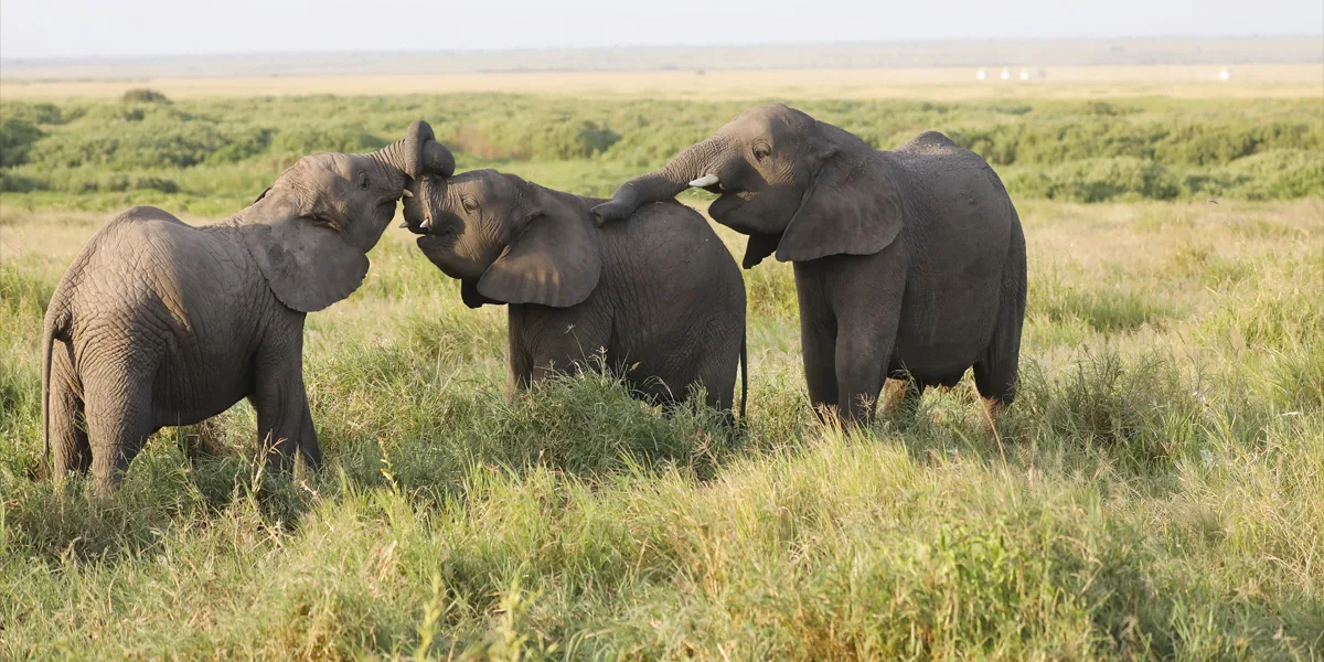 elefante,sabana,africano,bosque,extincion