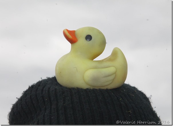 8-duck-on-head
