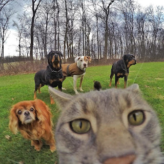 Conoce a Manny “El gato selfie”