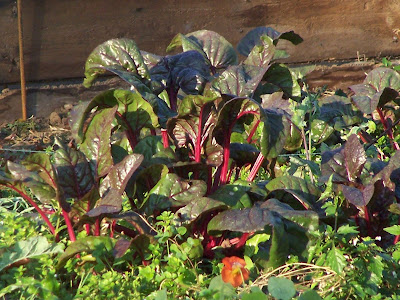 4 légumes super faciles à cultiver