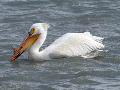 White Pelican