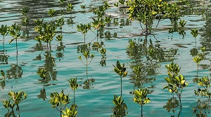 Makalah tanaman mangrove membahas cara penanaman mangrove, ciri-ciri mangrove, ekologi serta pengelolaan hutan mangrove yang tersusun dengan bakau.