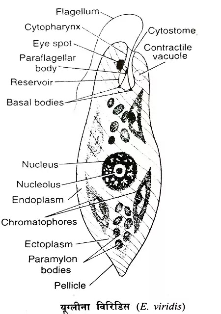 यूग्लीना क्या है?(EUGLENA): वर्गीकरण, लक्षण तथा रचना का अध्ययन|Hindi