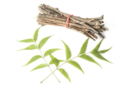 Use of Neem Twigs cure tooth decay