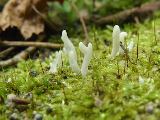 Clavaire en serpe - Clavaria subfalcata