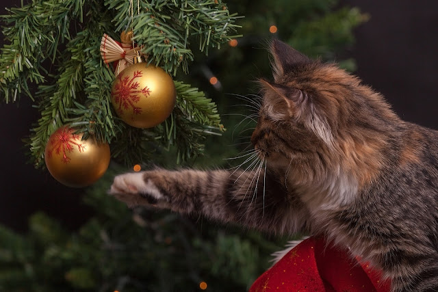 weihnachtsbaum test auf echtheit