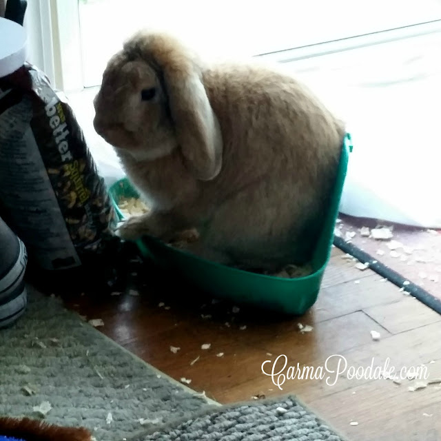 Lop Eared rabbit using a litter box