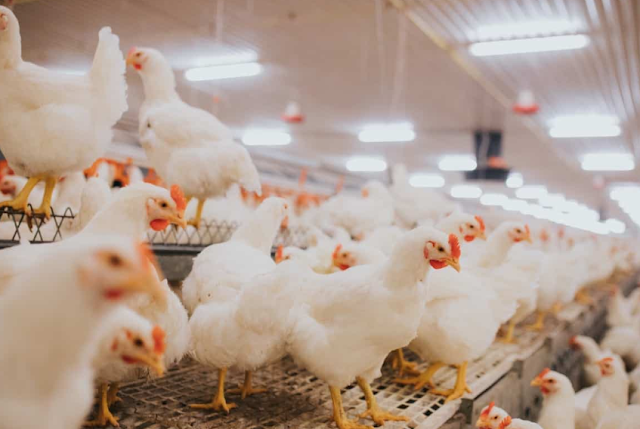 New Technologies to Transform Poultry Production and Farming