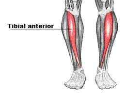La imagen muestra una vista anterior de la pierna, a nivel de la tibia. Podemos observar coloreado en rojo el músculo tibial anterior.