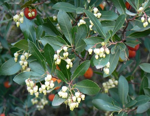 P1100040