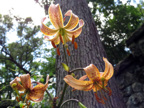 turk's cap lily