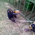 Ο χιμπατζής που πινει μπυρα