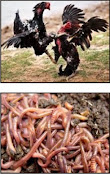 Manfaat pemberian cacing tanah untuk ayam bangkok aduan