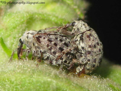 Figwort Weevil