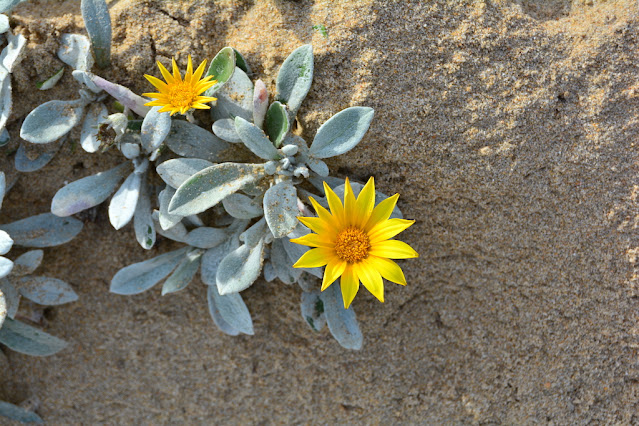 Gazania rigens leucolaena