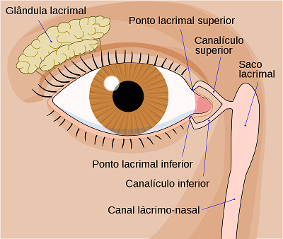 Olho - O Canal lácrimo-nasal comunica o olho a cavidade nasal.