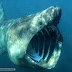 Basking Shark