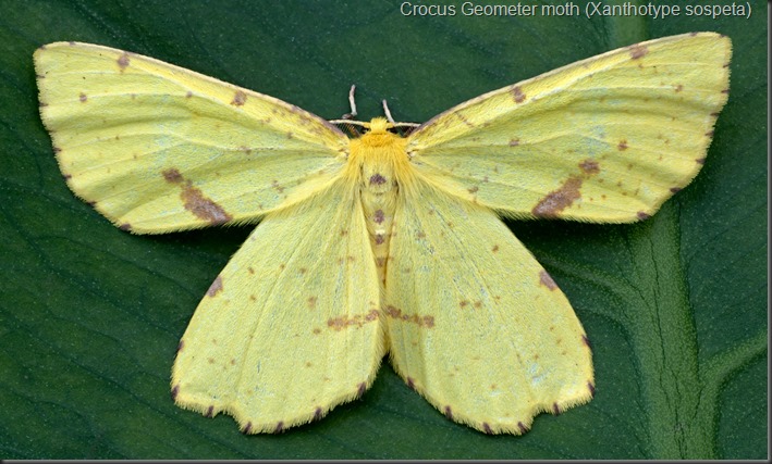 Crocus-Geometer-(Xanthotype-sospeta)